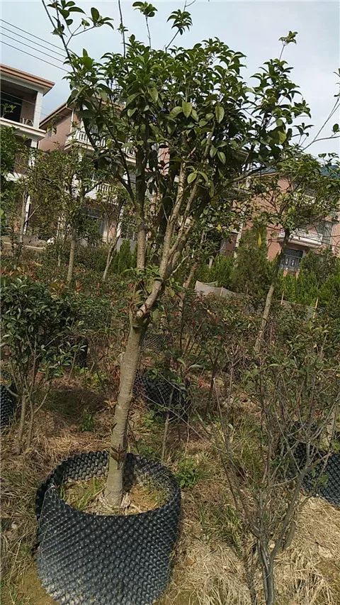 苗木